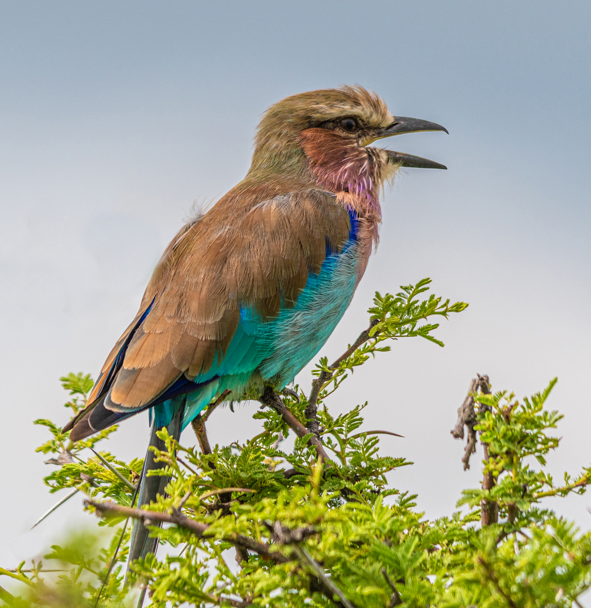 Lilac-breasted Roller