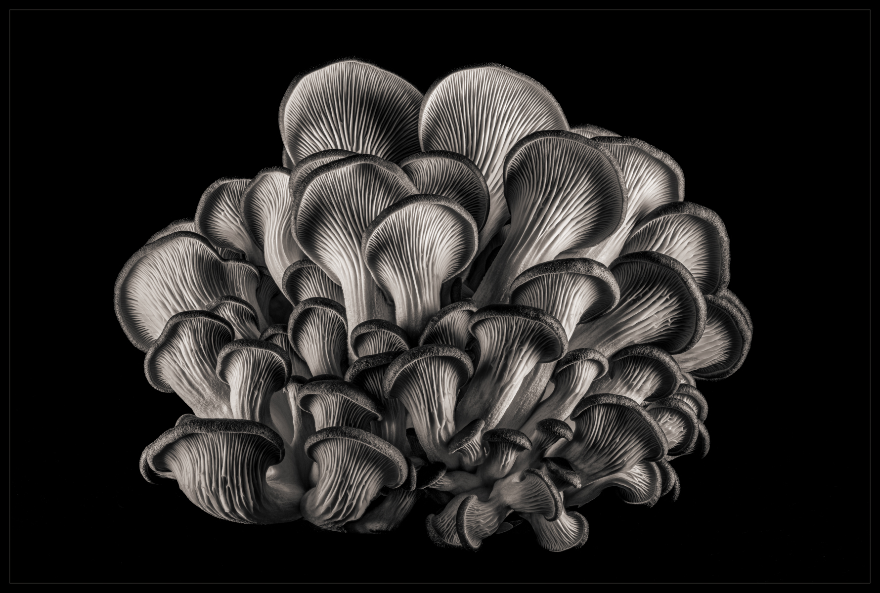 Oyster Cluster