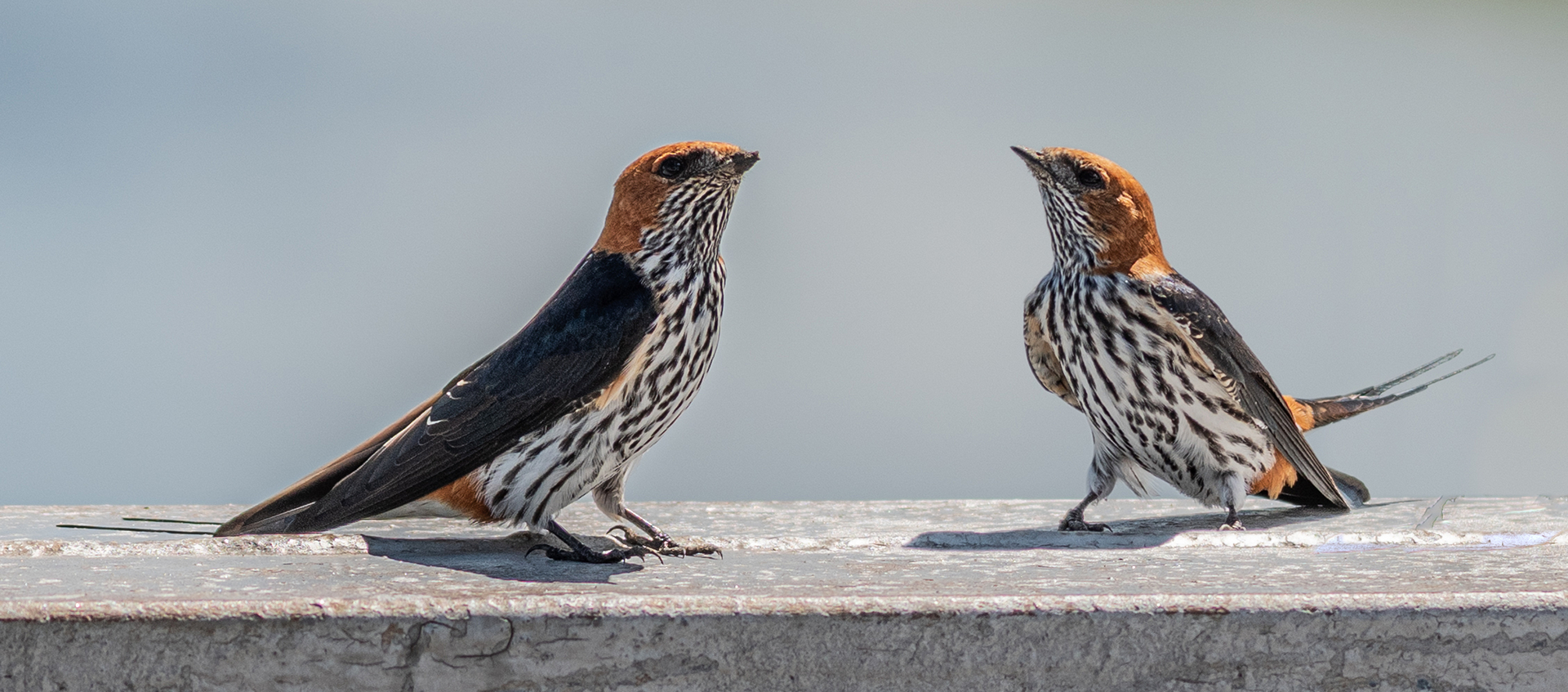 Facing off