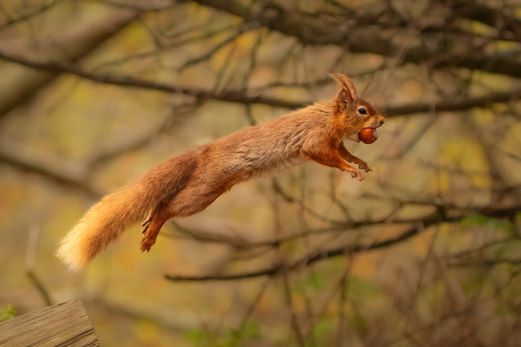 Flying Red
