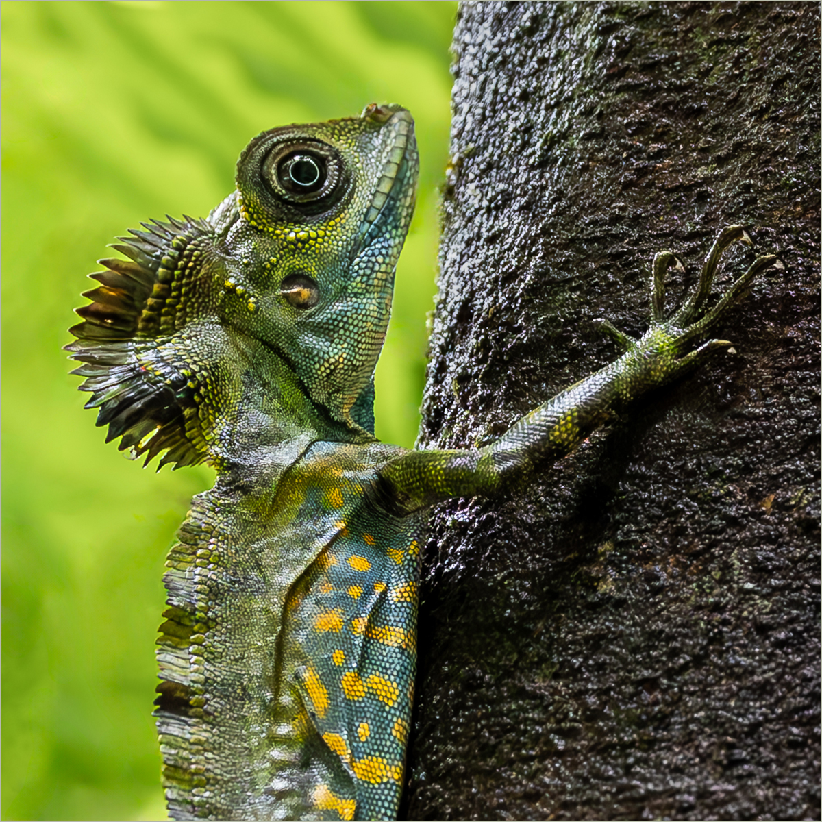 Angle-headed Lizard