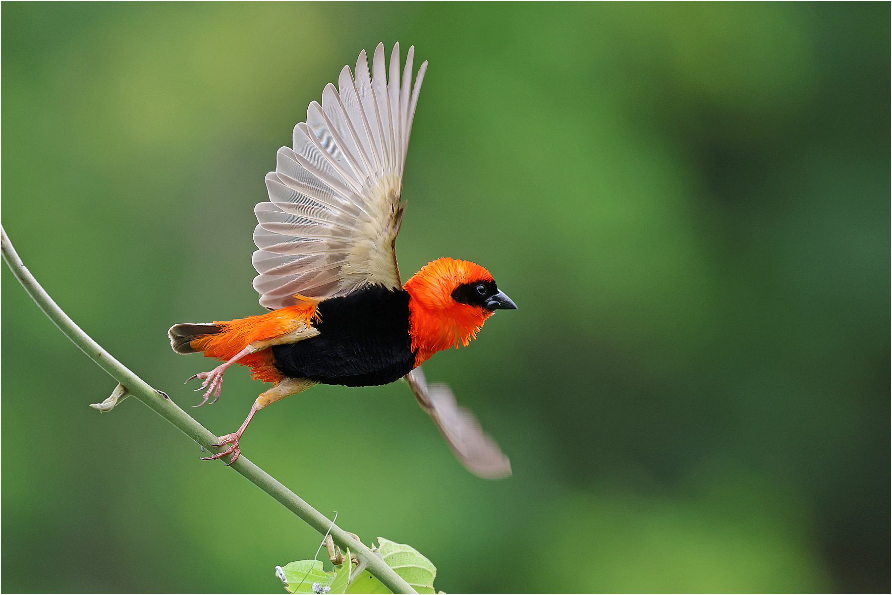 Black-winged Bishop takeoff