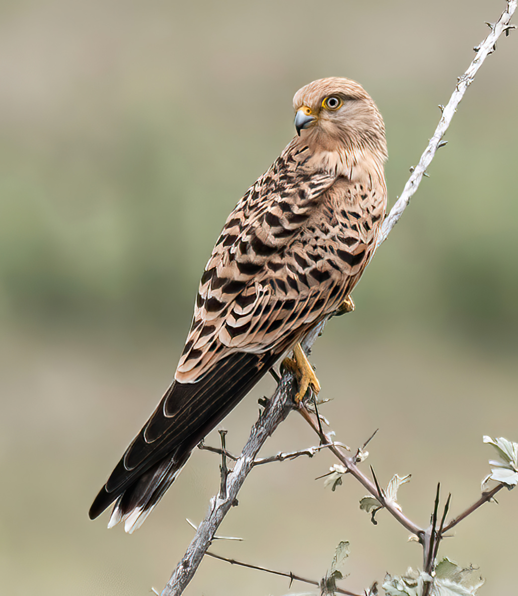 Greater kestrel