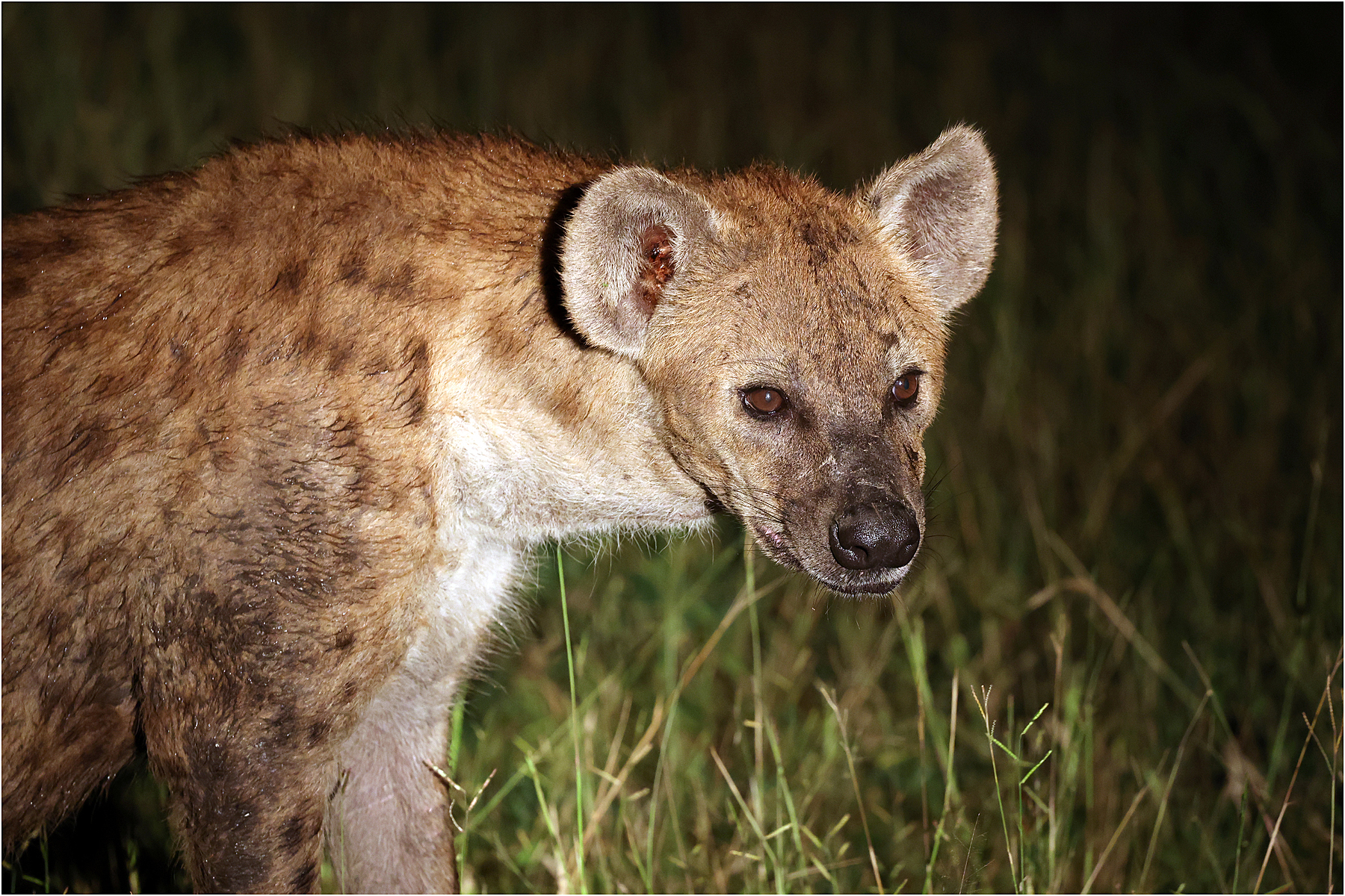Hyena at night, Zambia
