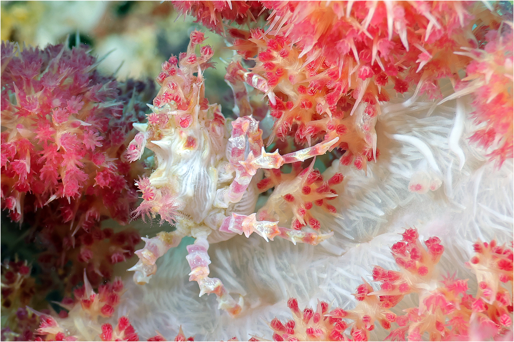 Candy Crab, Moalboal