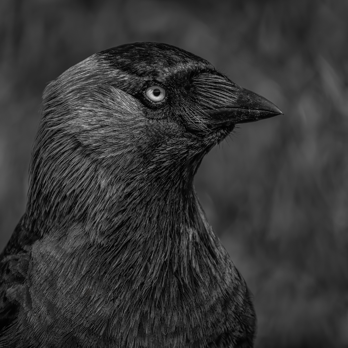 Beady Eyed