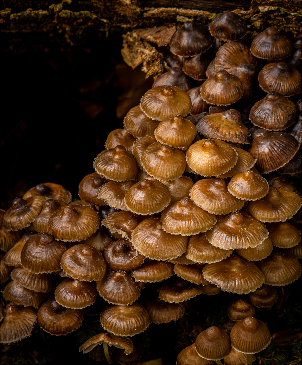 Mycena mob