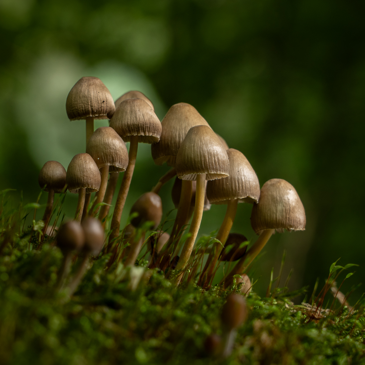 Fungi Bunch
