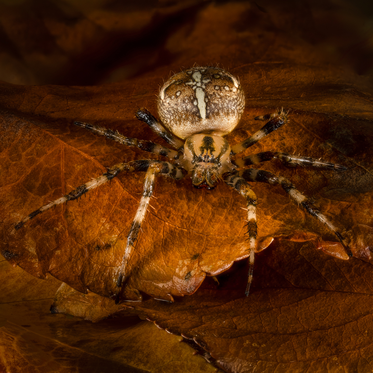 Garden Spider