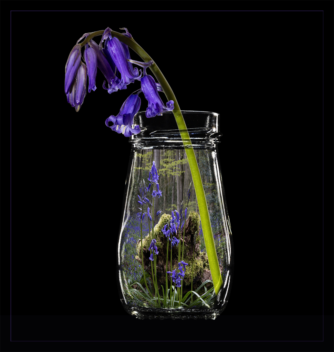 Jam Jar Bluebells