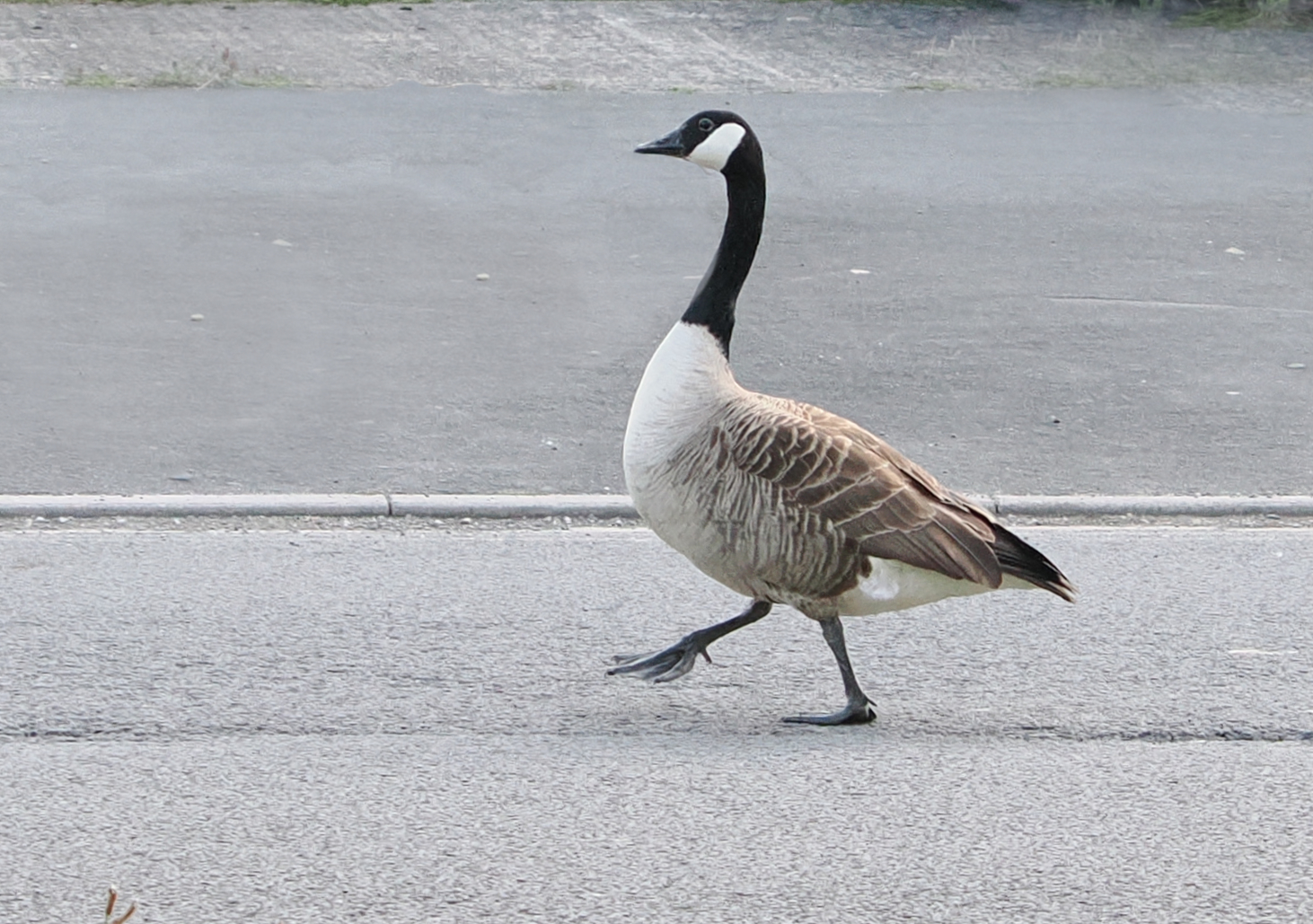Out for a walk