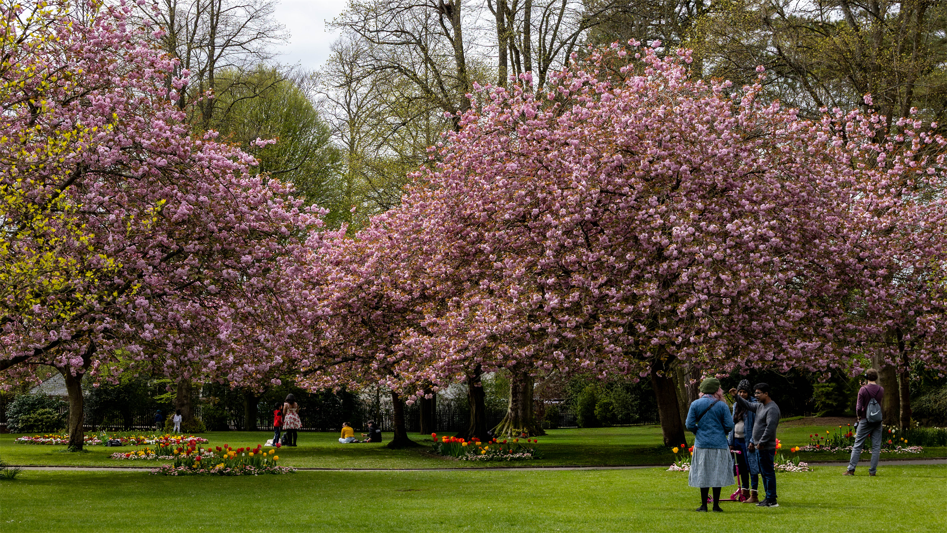 Spring Cherry Blossom
