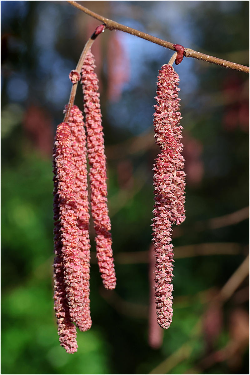 Red catkins