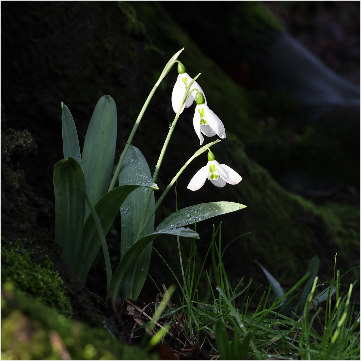 Snowdrops