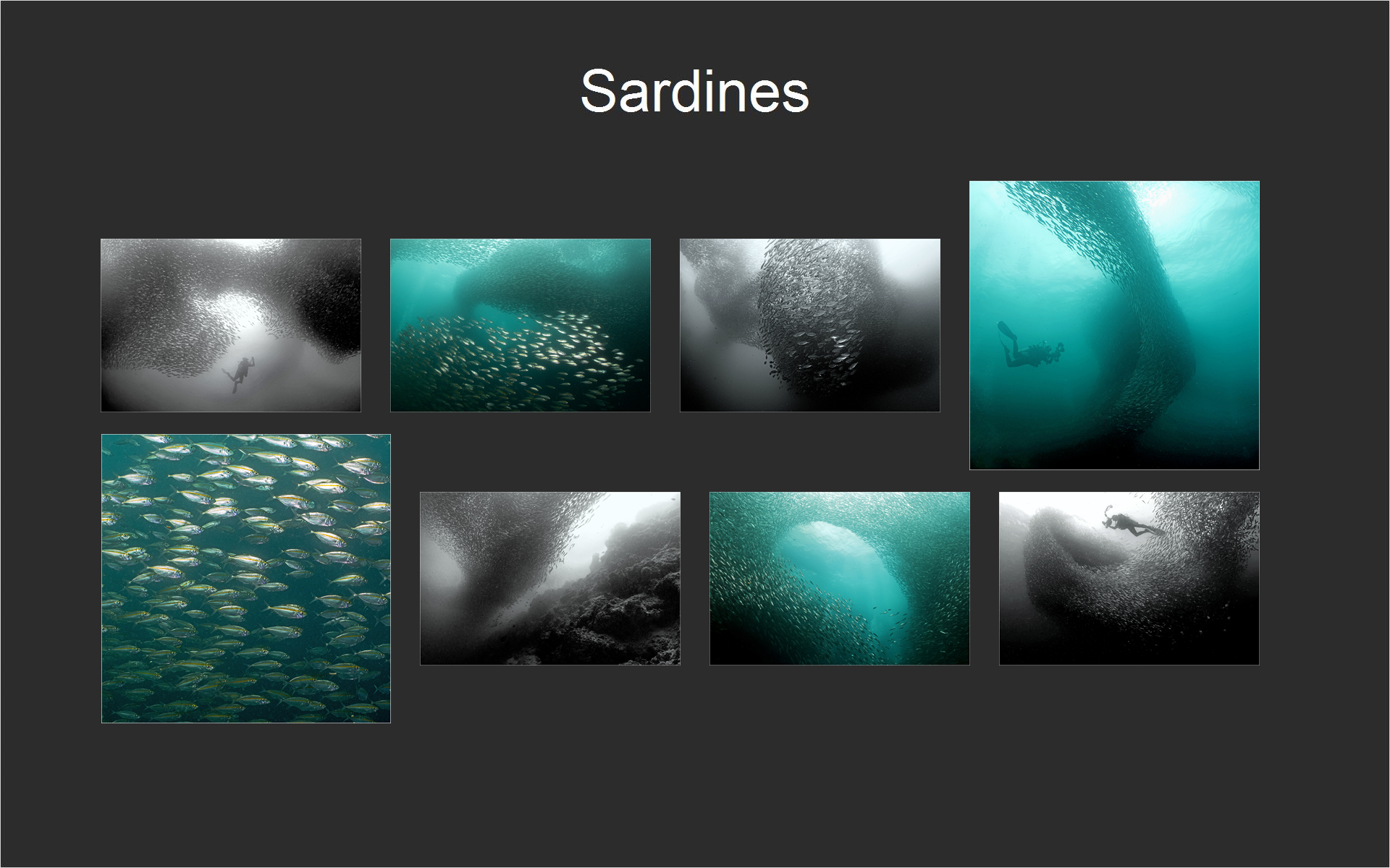 Sardines