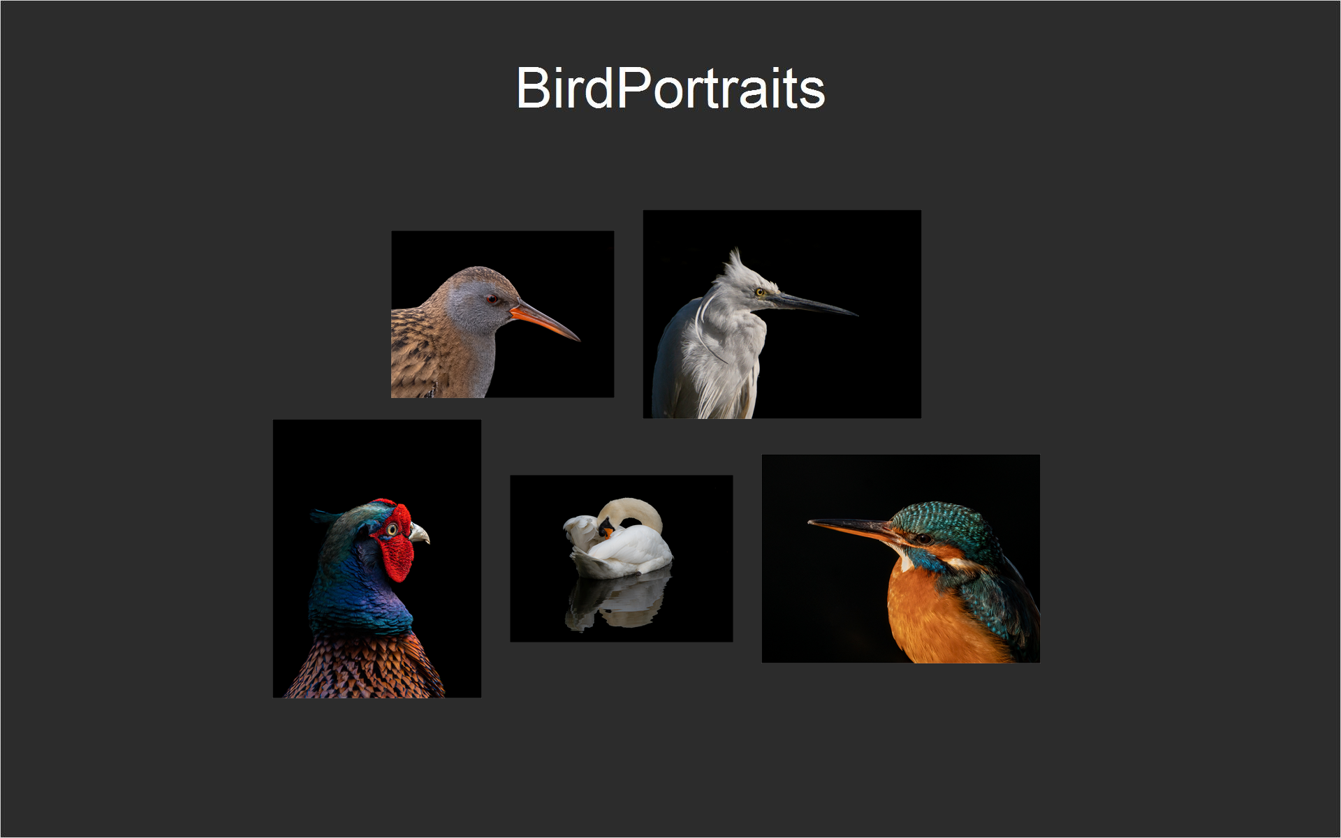BirdPortraits