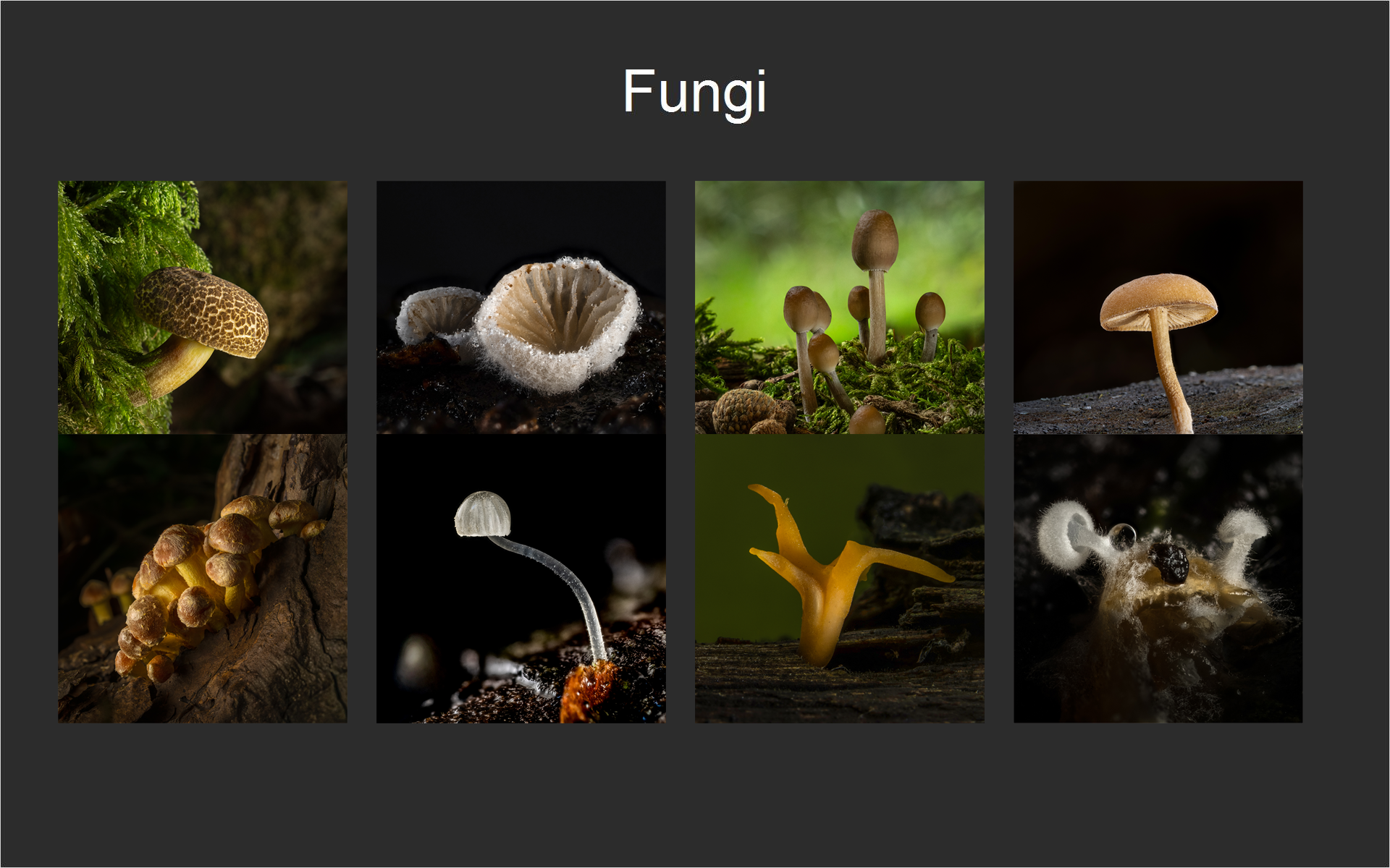 Fungi