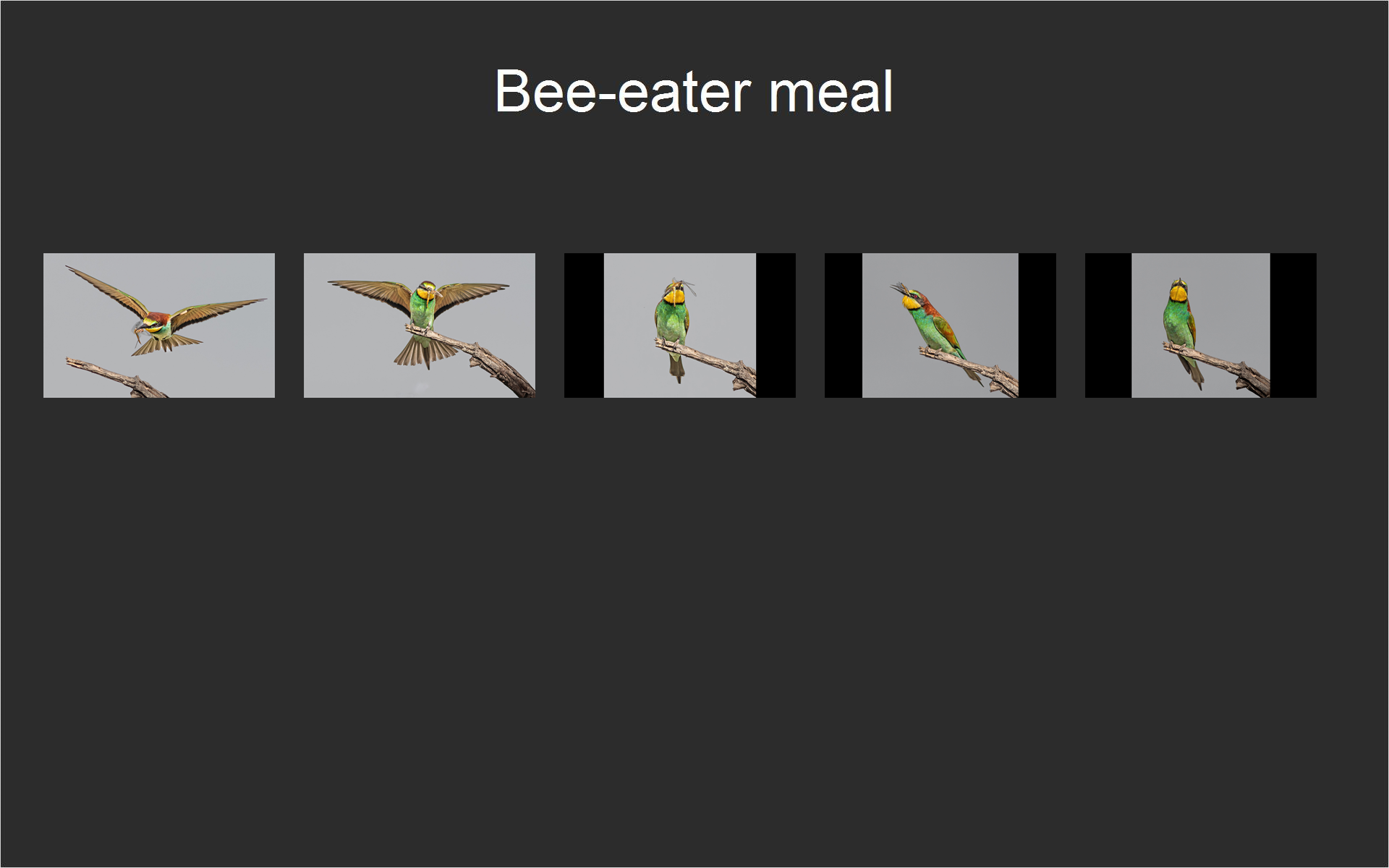 Bee-eater meal