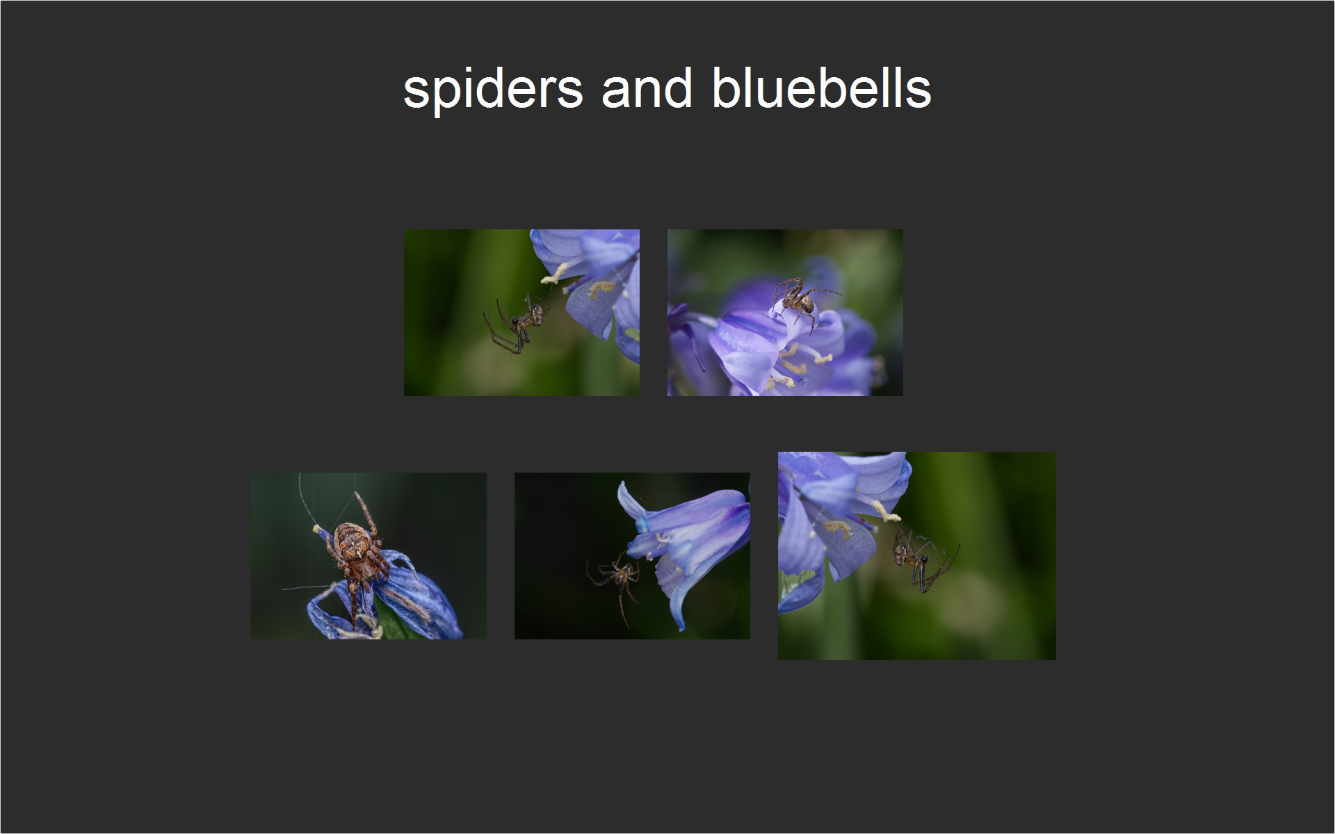 spiders and bluebells