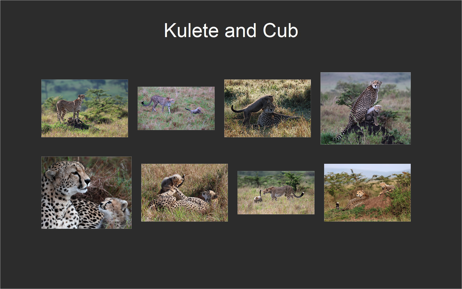 Kulete and Cub