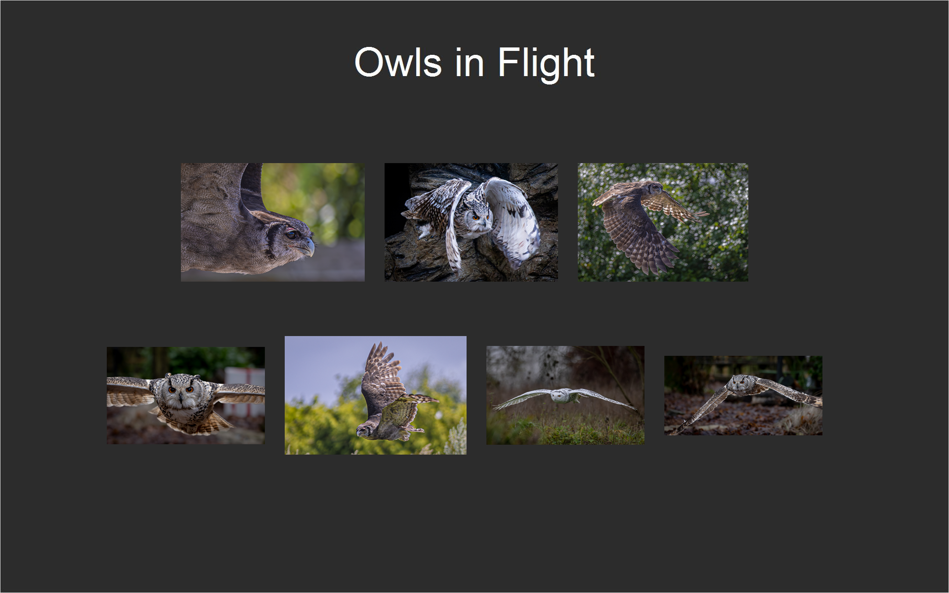 Owls in Flight