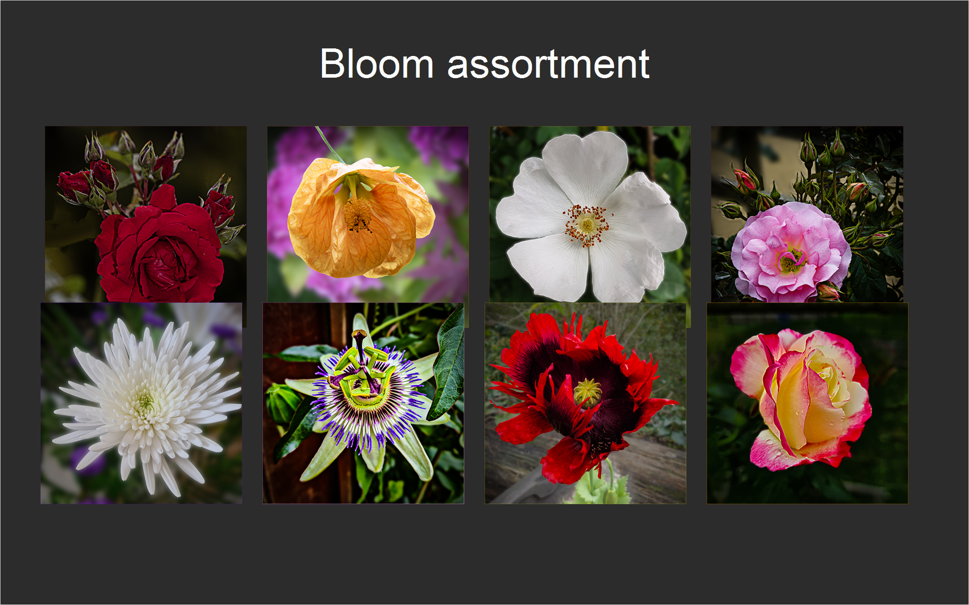 Bloom assortment
