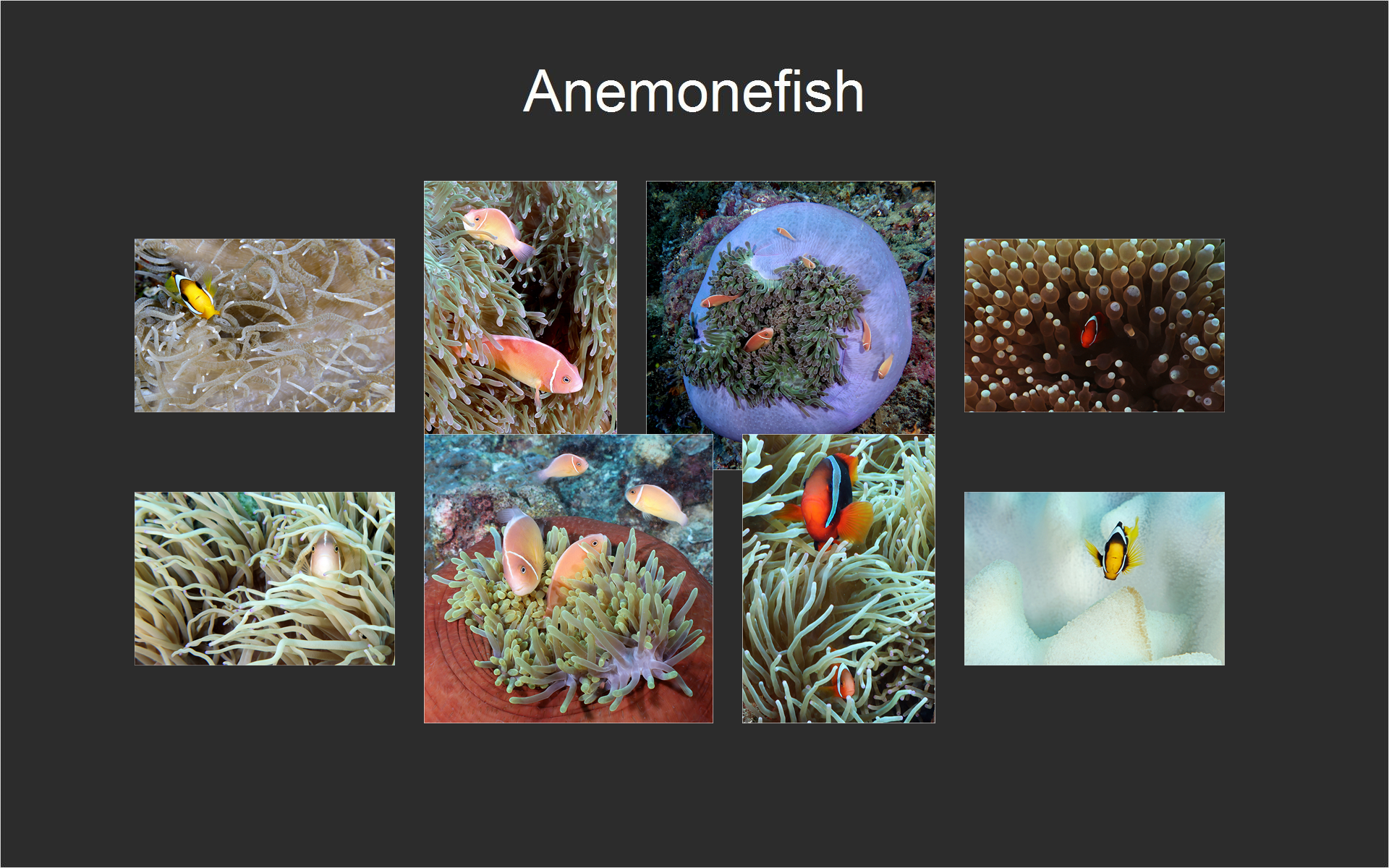 Anemonefish