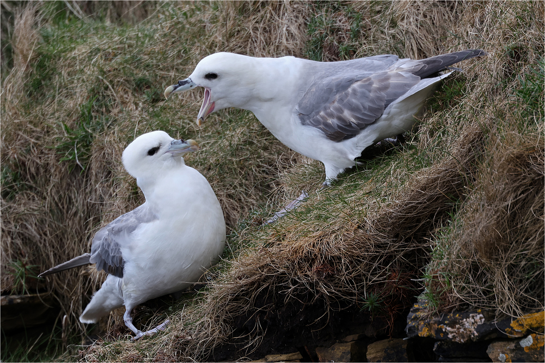 Kittiwake chat up
