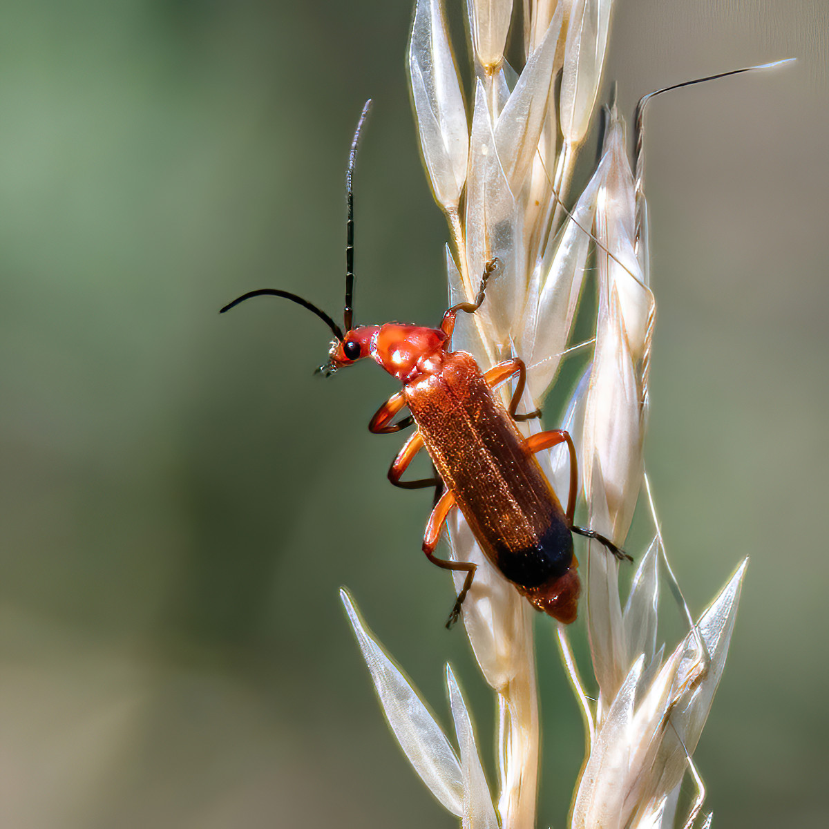 Red soldier beetle
