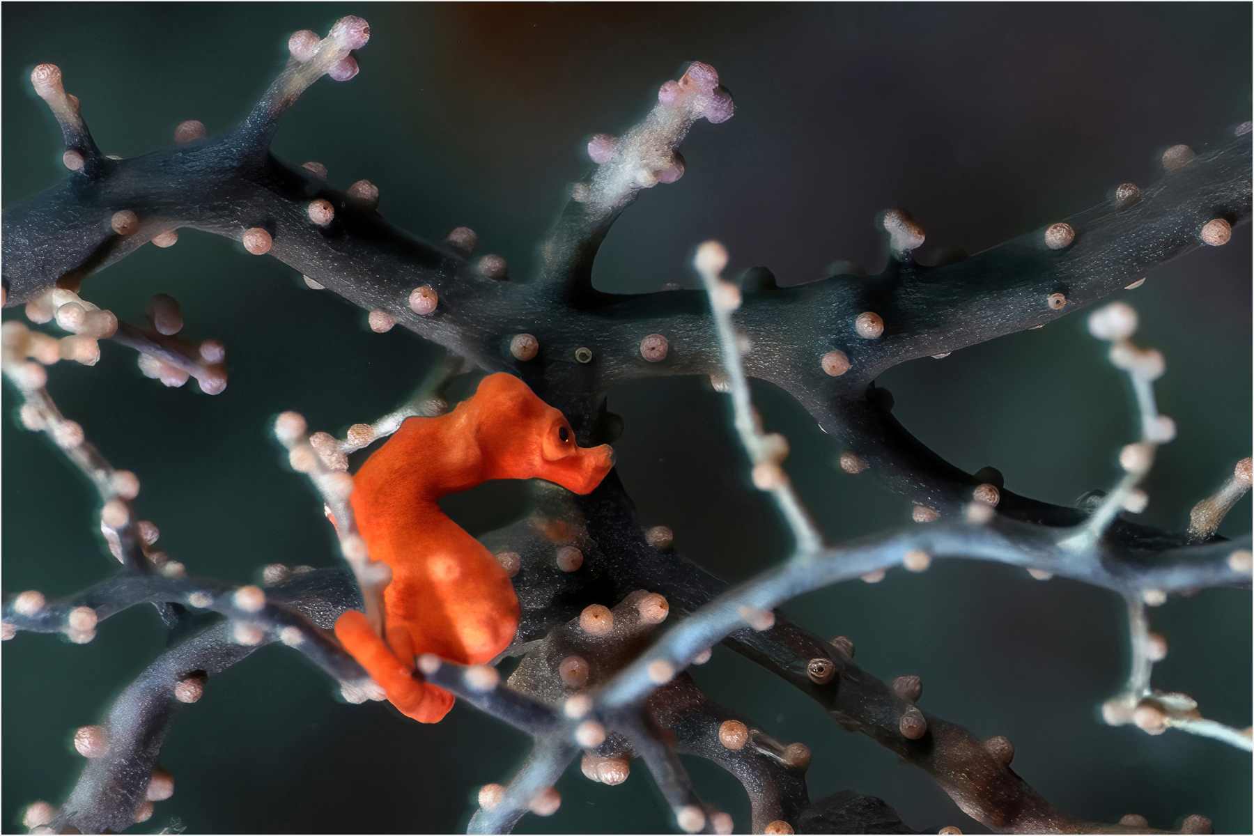 Hippocampus Denise