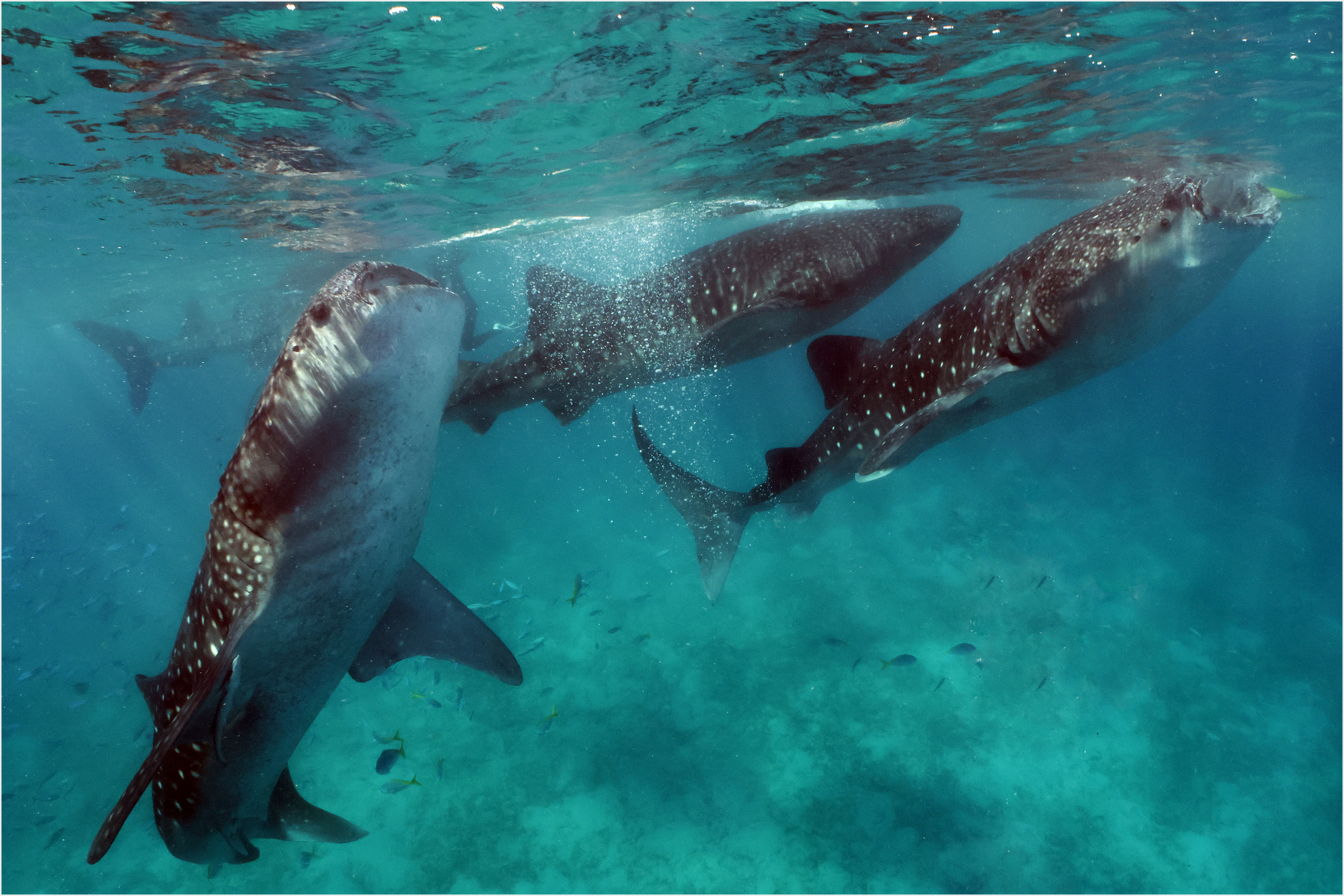 Whale Shark Quartet