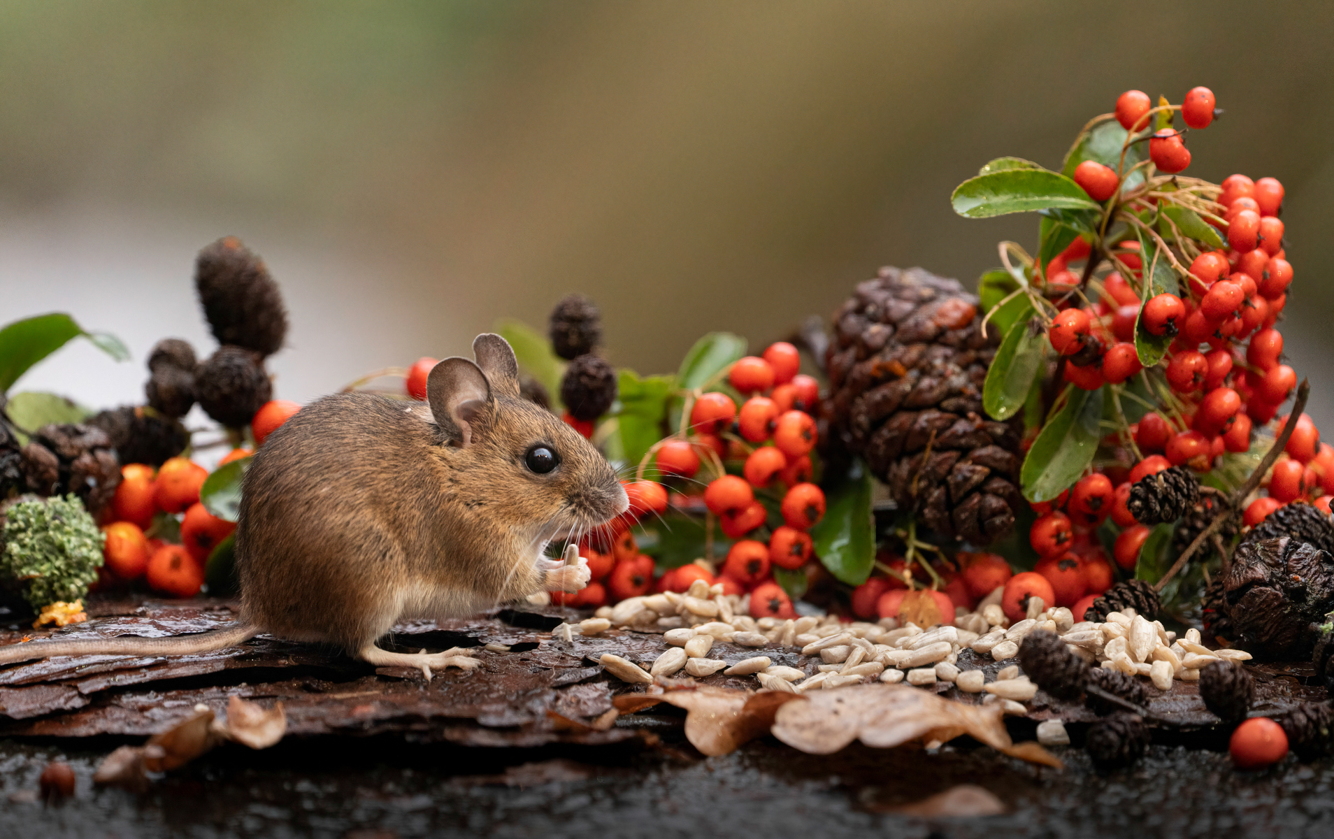 Woodmouse in our garden
