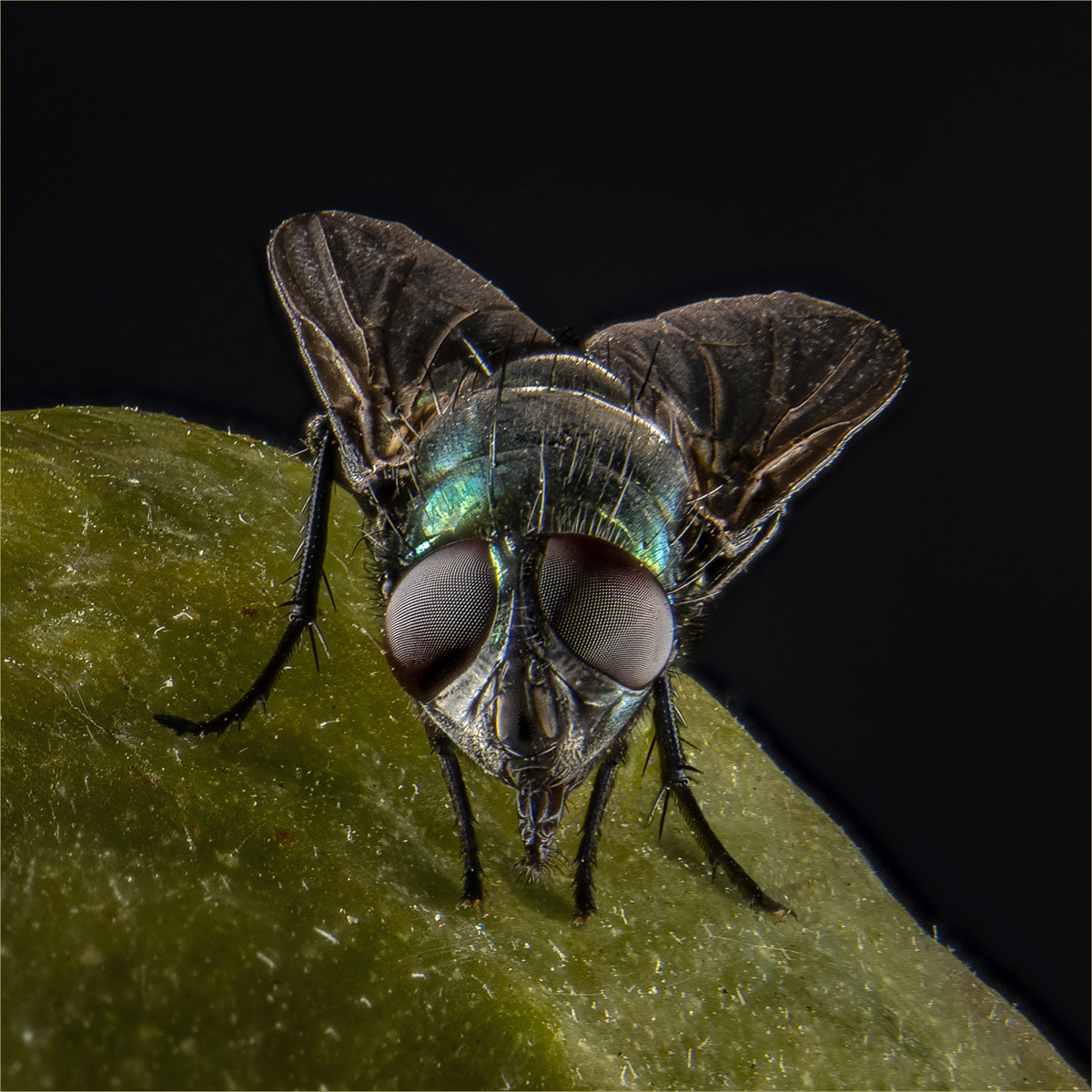 The Fly