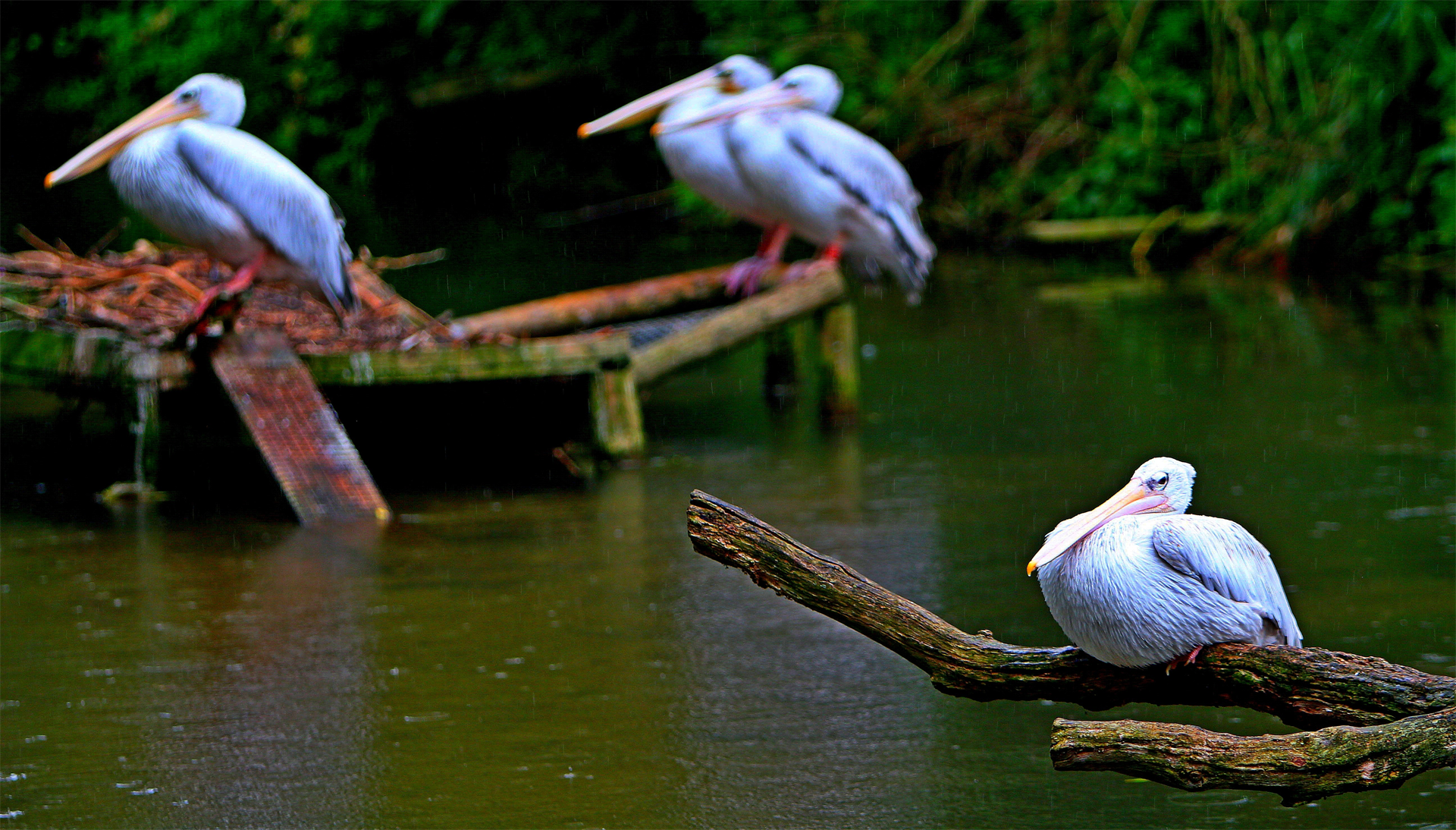 Pelicans in the rain