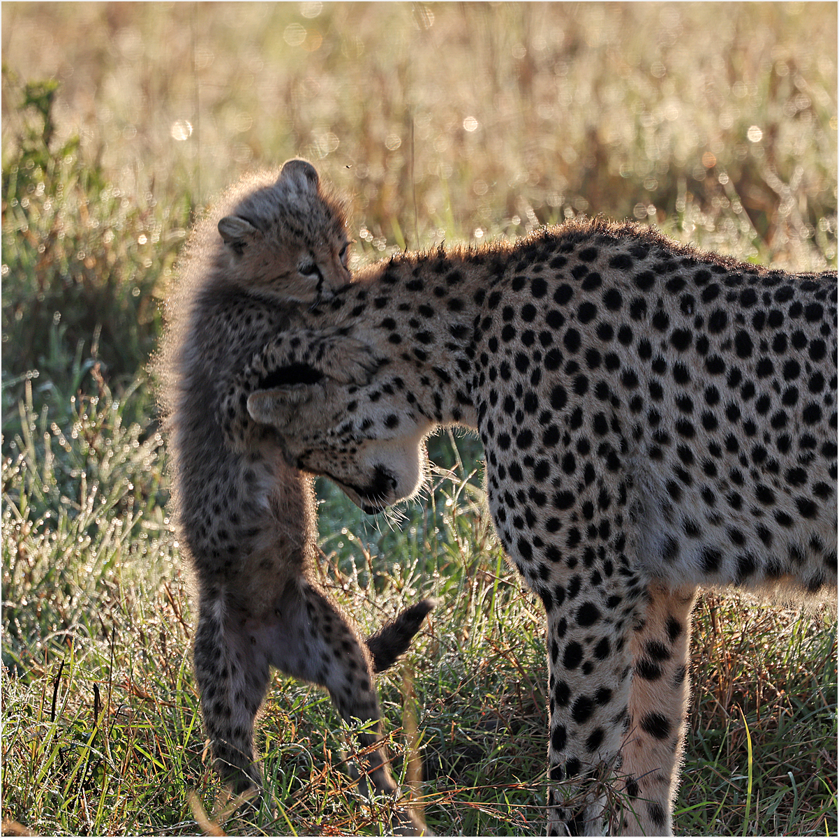 Long Suffering Mum