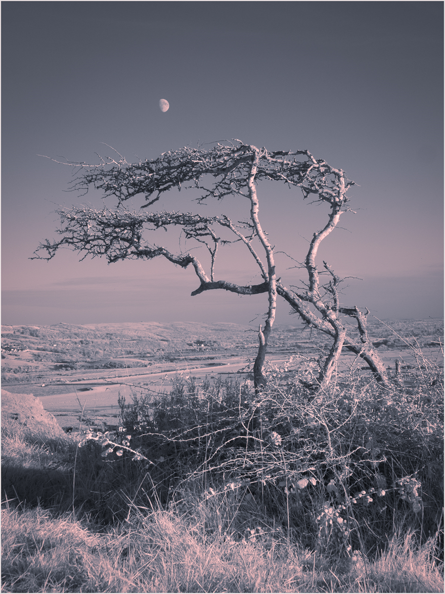 Toned infra red tree and moon