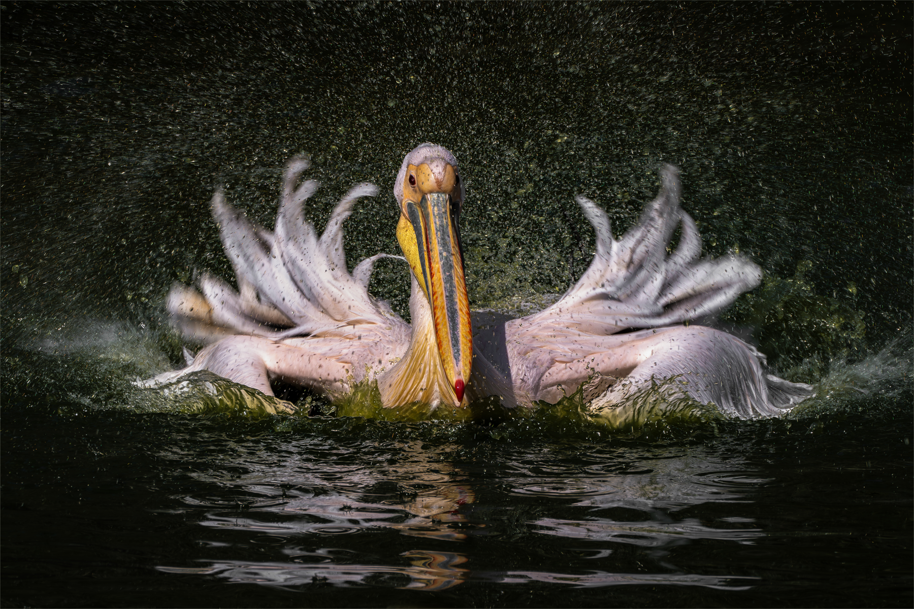 Making a Splash
