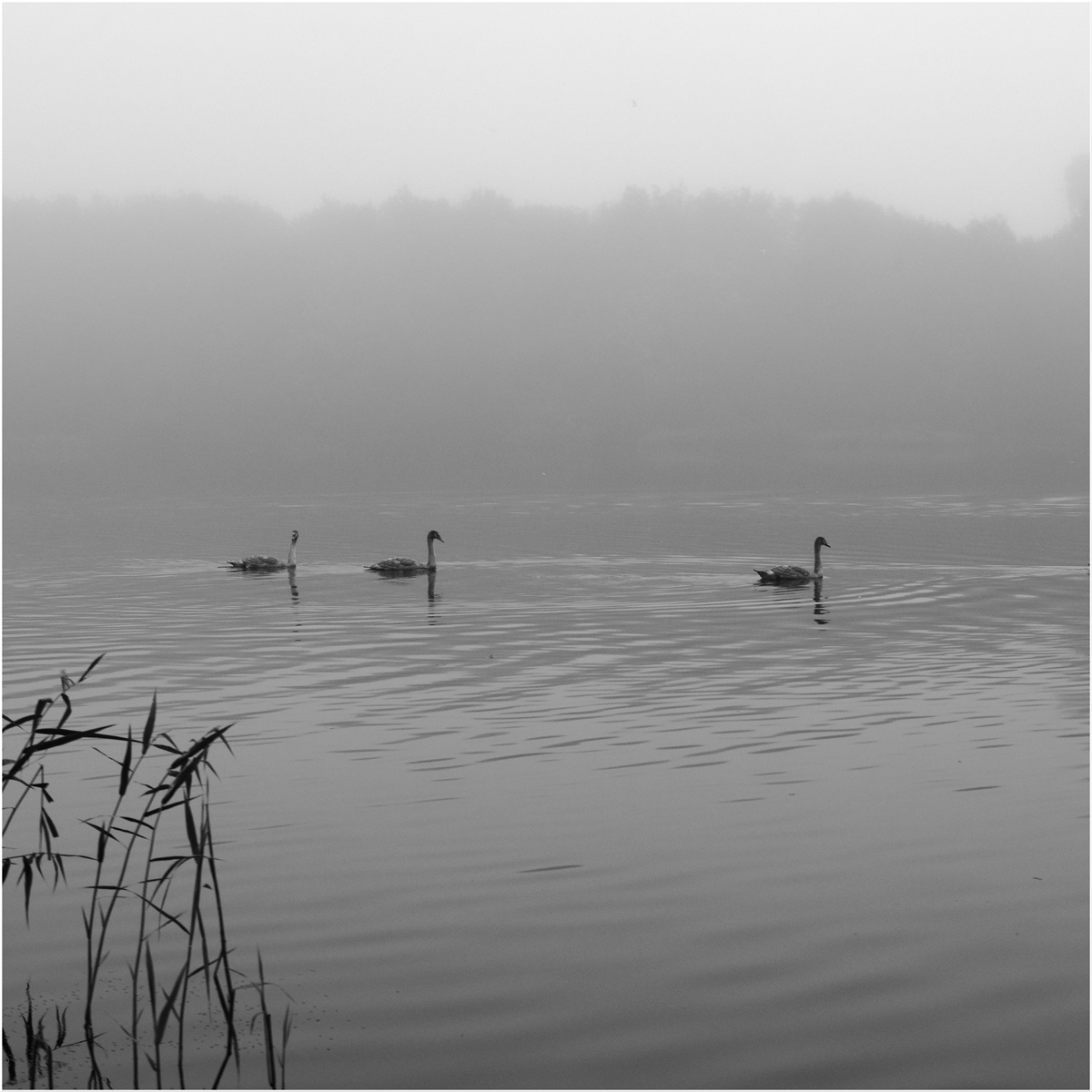 Foggy Morning Over The Lake