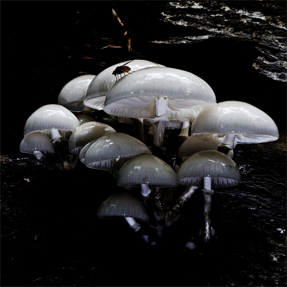 Porcelain fungi
