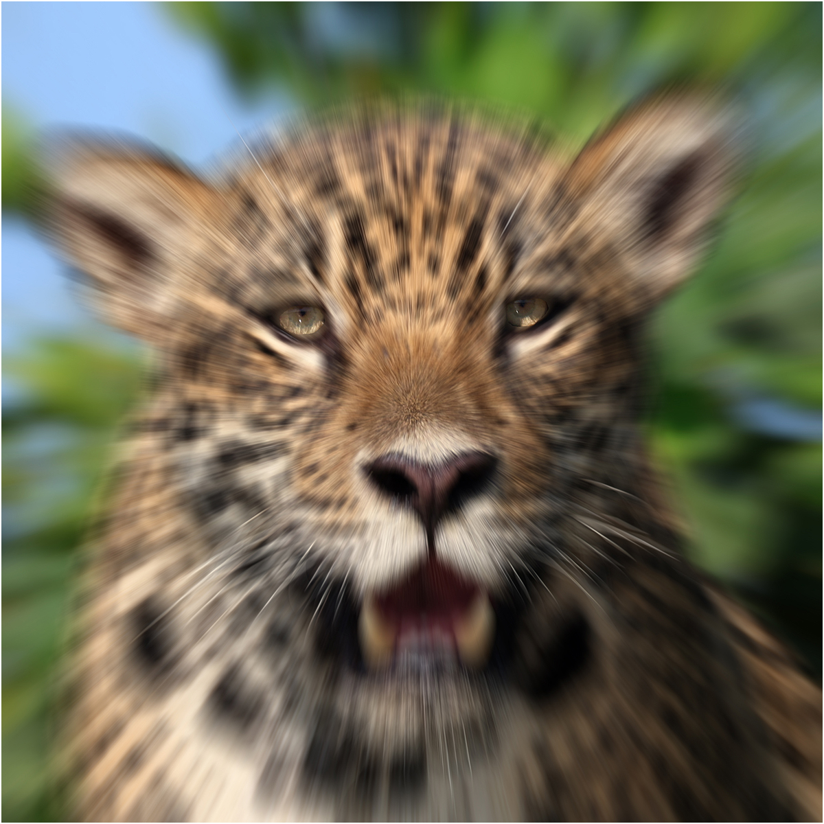 Jaguar zoom