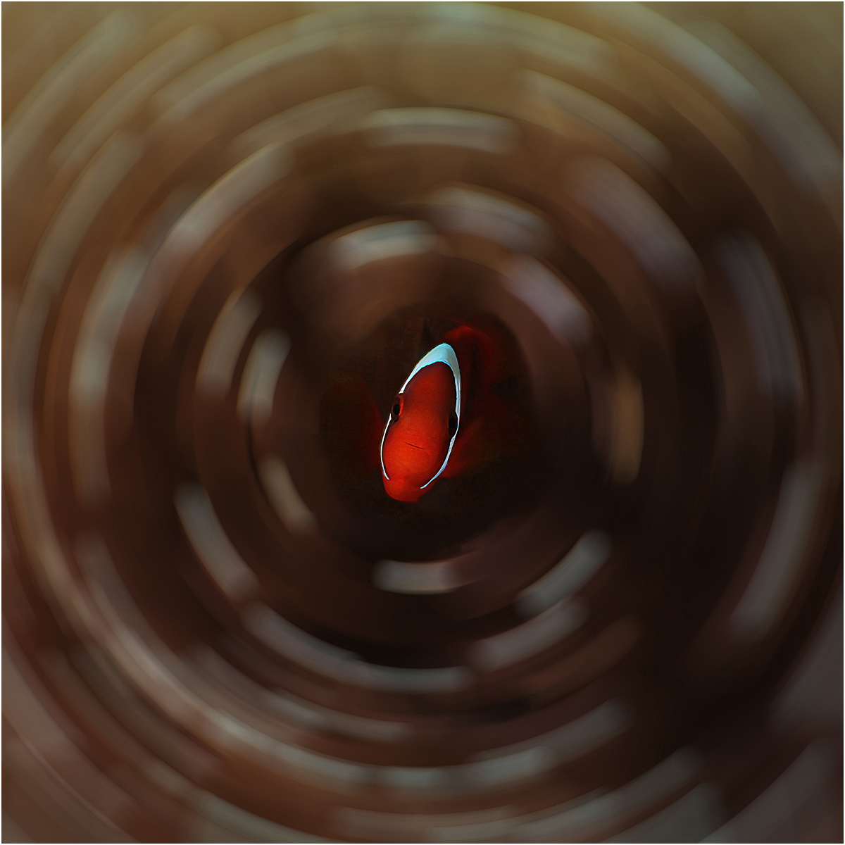 Clownfish swirl