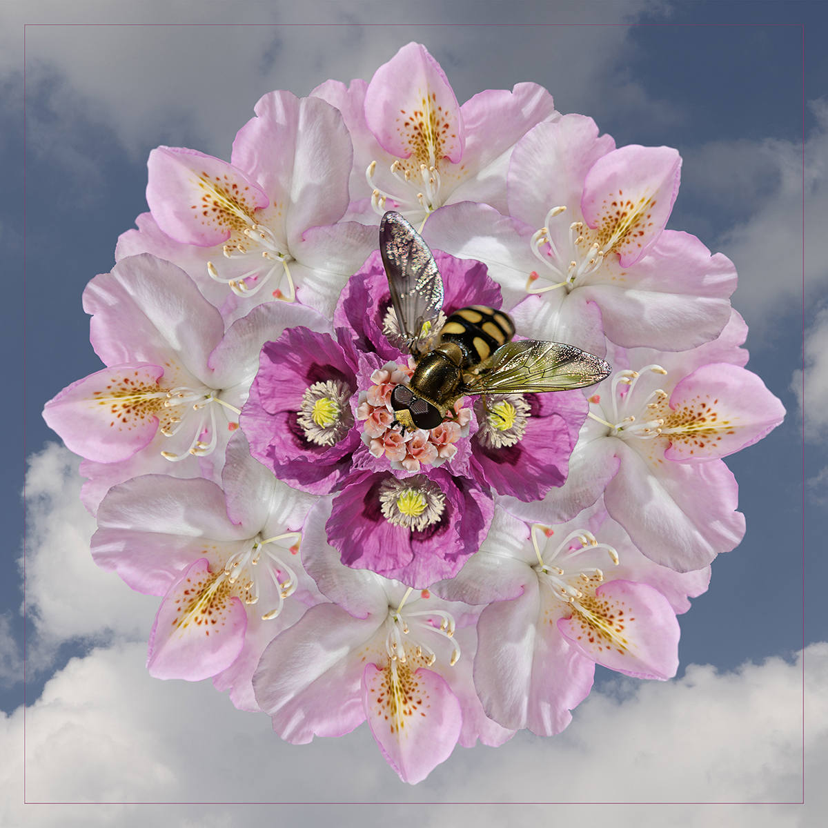 Rhodapoppyrose