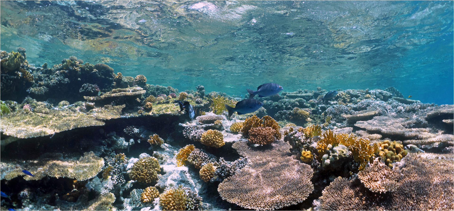 Red Sea Coral Scape