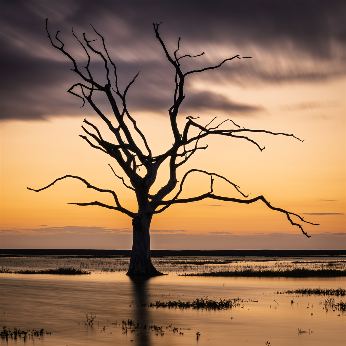 Still Standing Tall