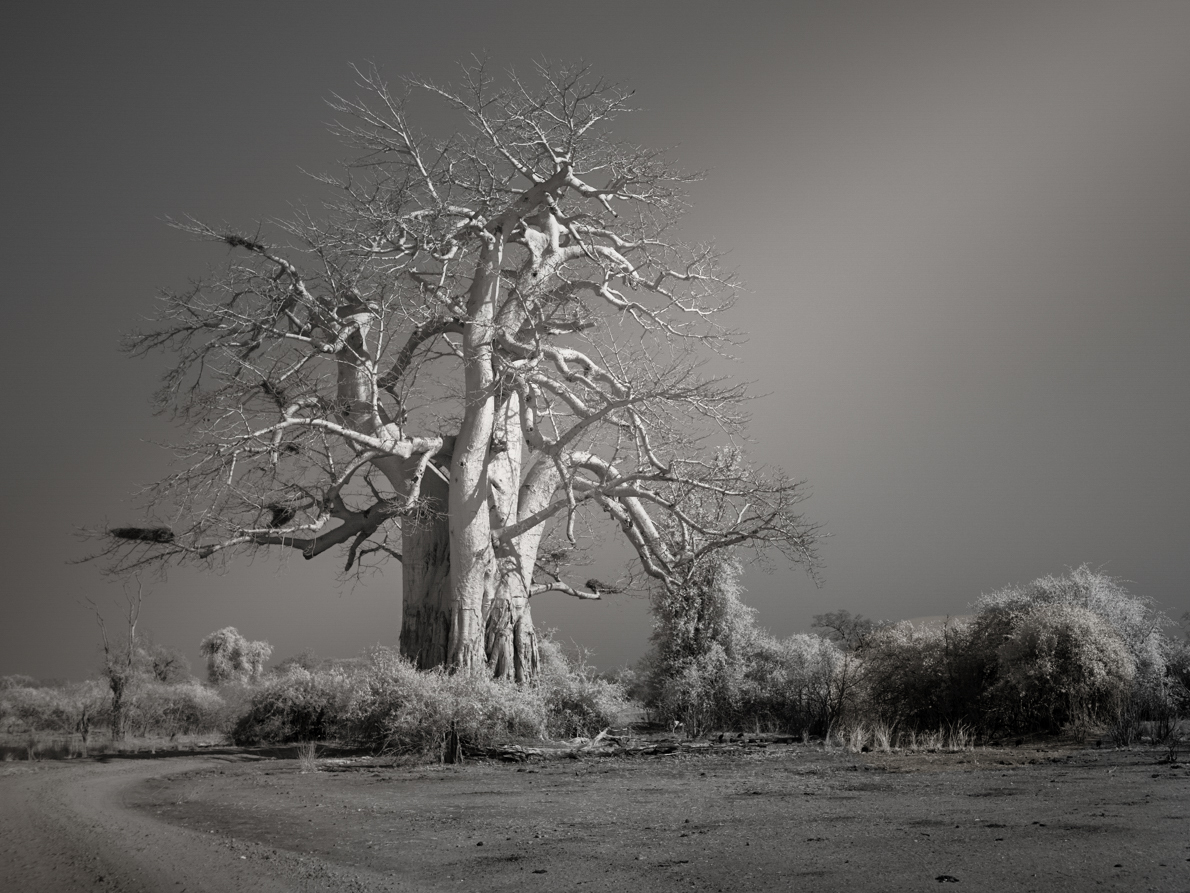 The Baobab
