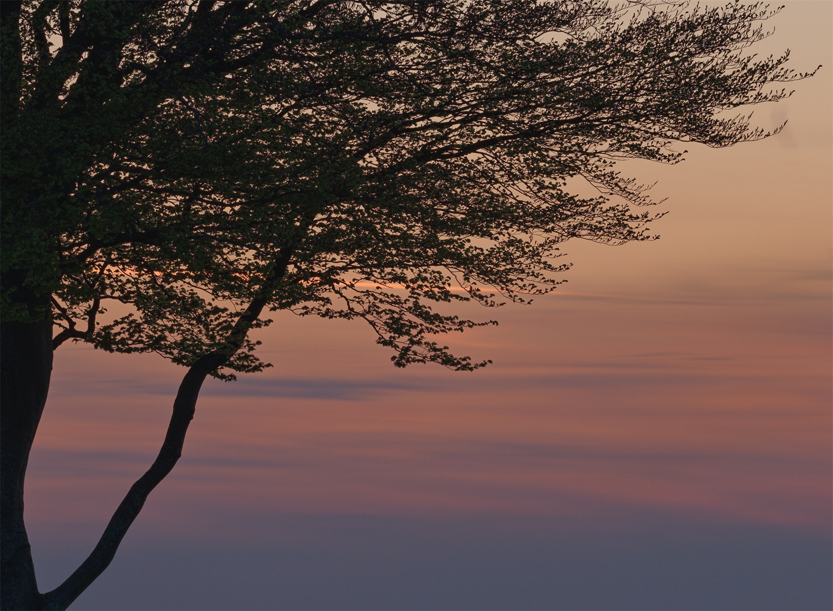 EveningSkyBesideATree