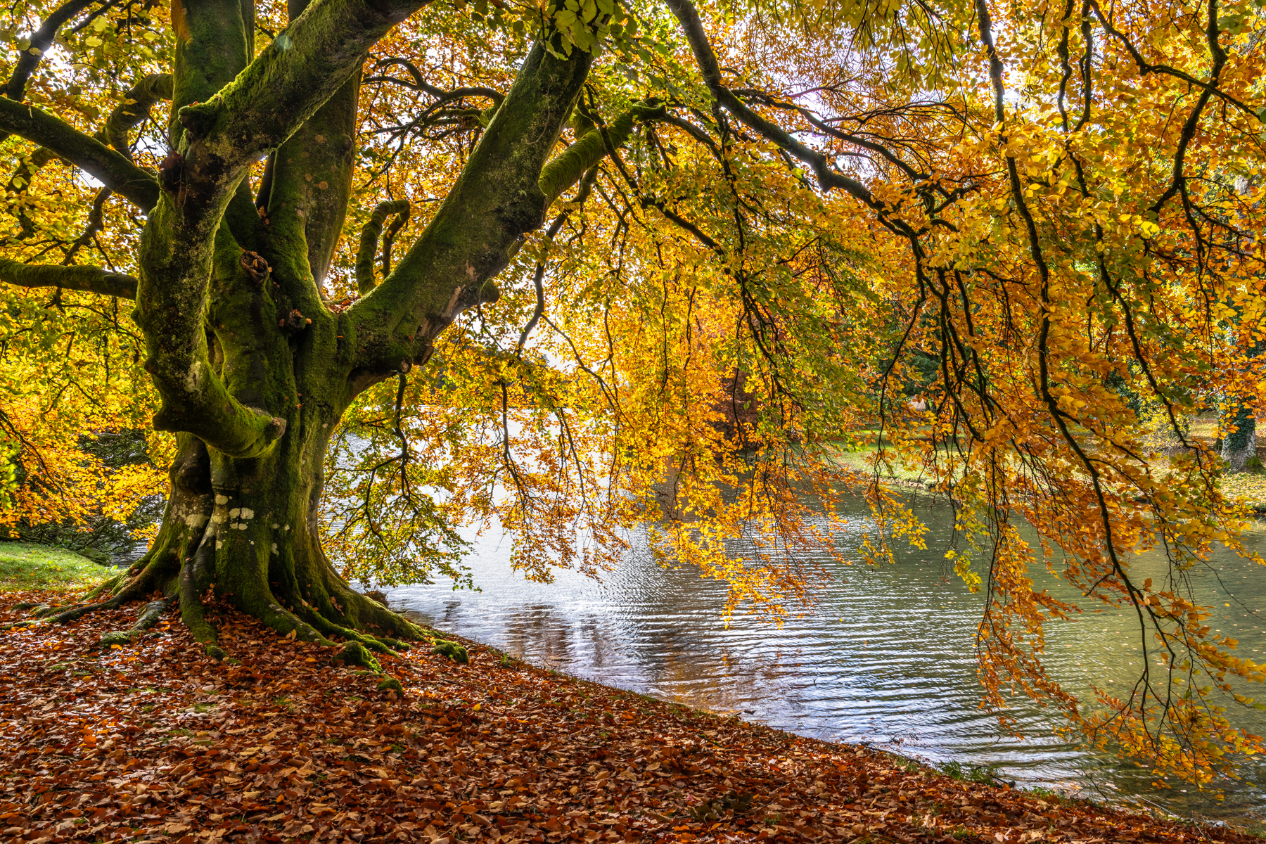 Under the Beech