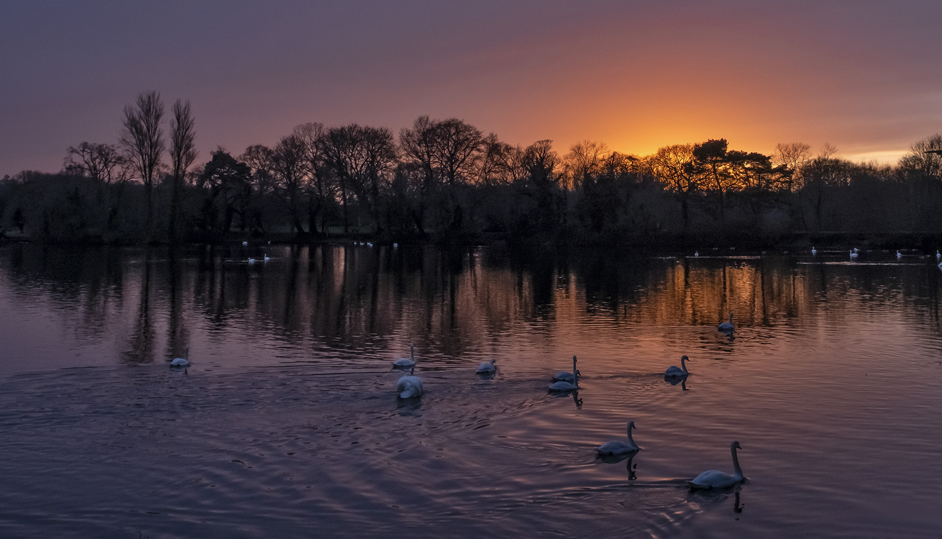 Coat Water Swans at Sunset