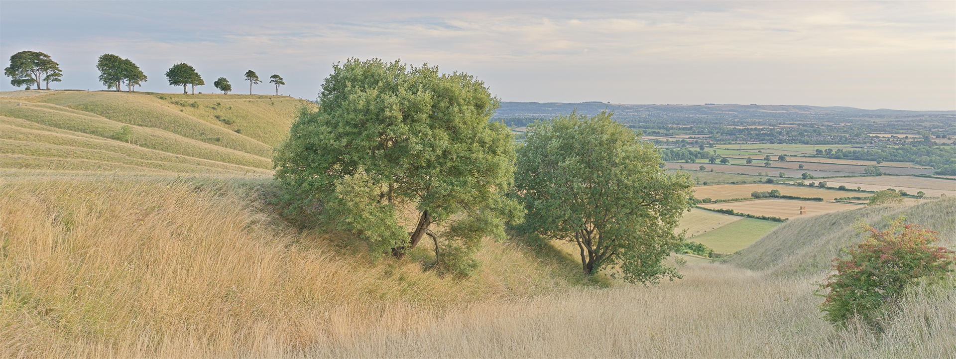 Panoramic
