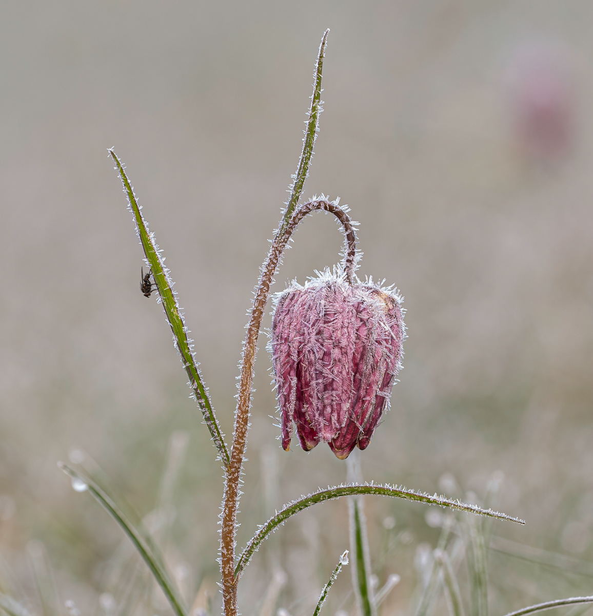 Frosted Snakeshead Fritillary